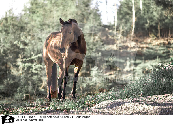Bayerisches Warmblut Stute / Bavarian Warmblood / IFE-01656