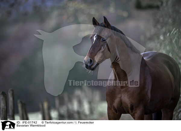 Bayerisches Warmblut / Bavarian Warmblood / IFE-01742
