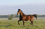 trotting Bavarian warmblood