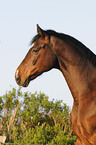 Bavarian warmblood portrait