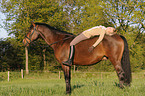 woman rides Bavarian warmblood