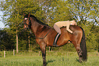 woman rides Bavarian warmblood