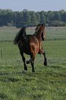 galloping Bavarian warmblood