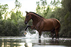 Bavarian warmblood in the water