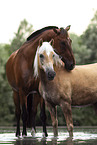 2 horses