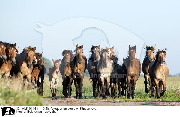 herd of Belorusian heavy draft / ALK-01143