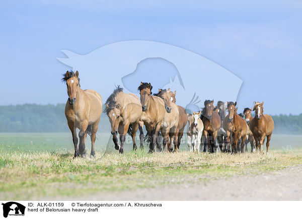 herd of Belorusian heavy draft / ALK-01159