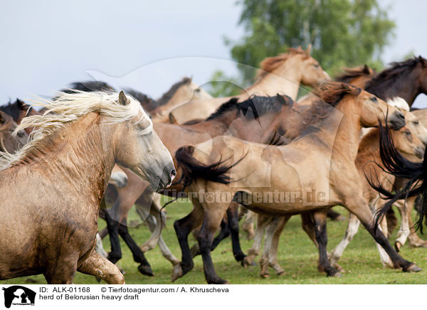 herd of Belorusian heavy draft / ALK-01168