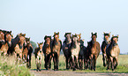 herd of Belorusian heavy draft