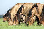 herd of Belorusian heavy draft