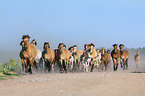 herd of Belorusian heavy draft