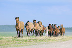 herd of Belorusian heavy draft