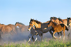 herd of Belorusian heavy draft