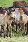 herd of Belorusian heavy draft