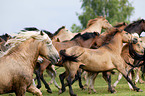 herd of Belorusian heavy draft