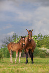 Belarusian heavy draft horses
