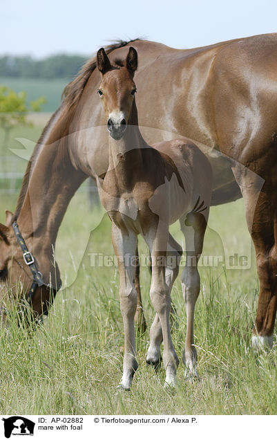mare with foal / AP-02882