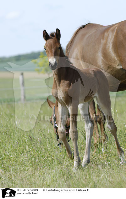mare with foal / AP-02883