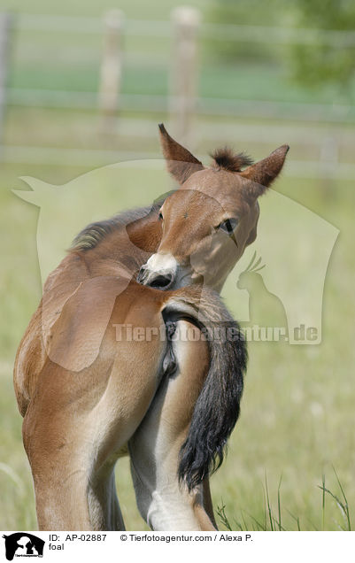 foal / AP-02887