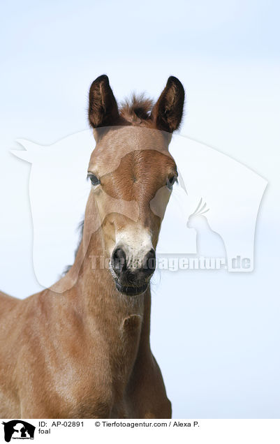 foal / AP-02891