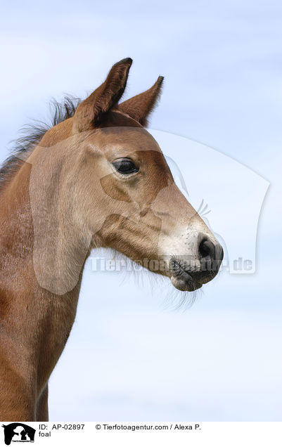 foal / AP-02897