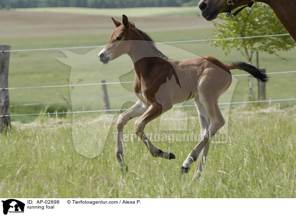 rennendes Fohlen / running foal / AP-02898