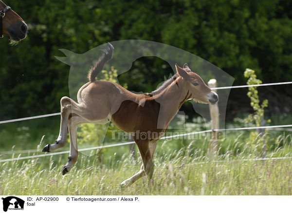 Belgisches Warmblut Fohlen / foal / AP-02900