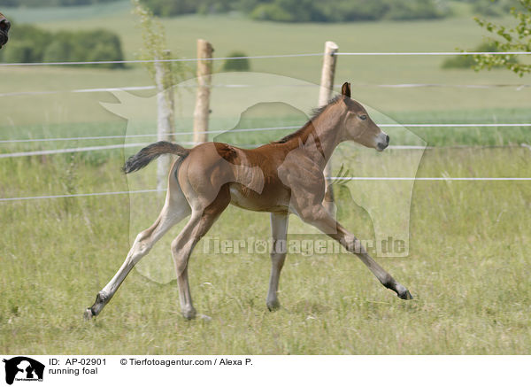 rennendes Fohlen / running foal / AP-02901