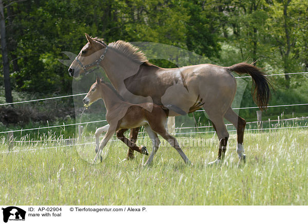 mare with foal / AP-02904