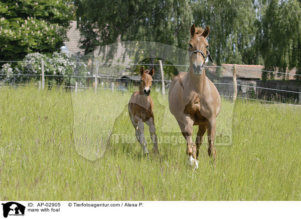 Stute mit Fohlen / mare with foal / AP-02905