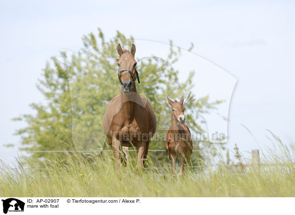 mare with foal / AP-02907