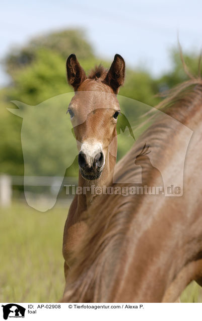 foal / AP-02908