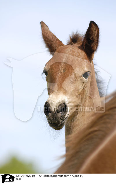 foal / AP-02910
