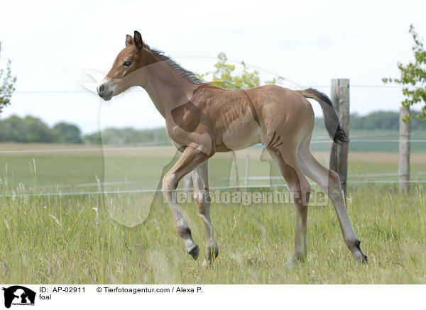 Belgisches Warmblut Fohlen / foal / AP-02911