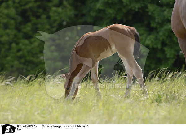 Belgisches Warmblut Fohlen / foal / AP-02917