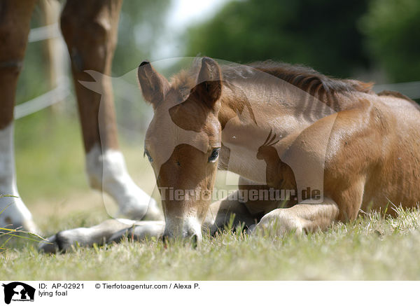 liegendes Fohlen / lying foal / AP-02921
