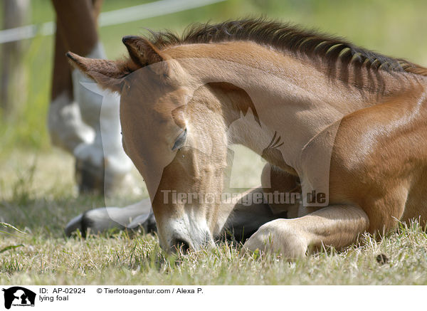 lying foal / AP-02924