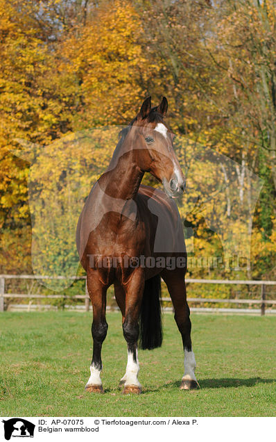 Belgian warmblood / AP-07075