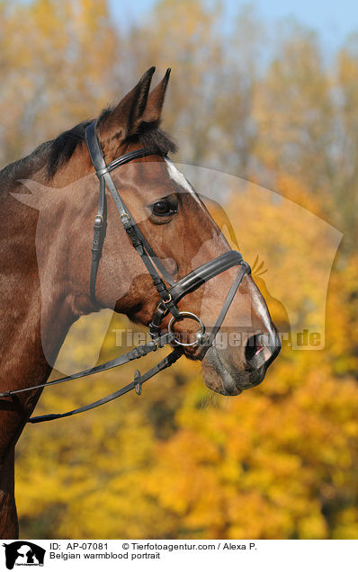 Belgisches Warmblut Portrait / Belgian warmblood portrait / AP-07081