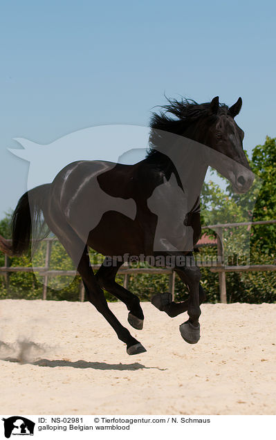 galloping Belgian warmblood / NS-02981