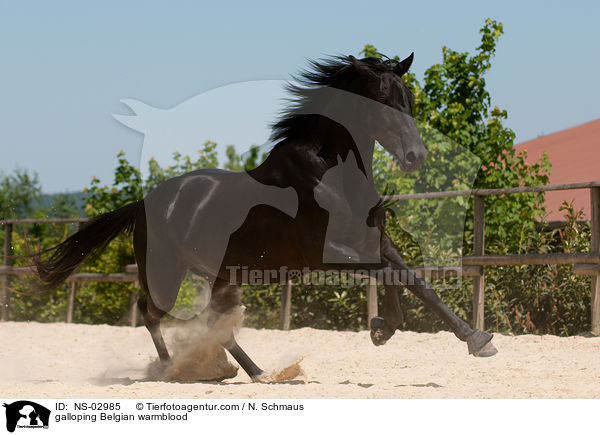 galoppierendes elgisches Warmblut / galloping Belgian warmblood / NS-02985