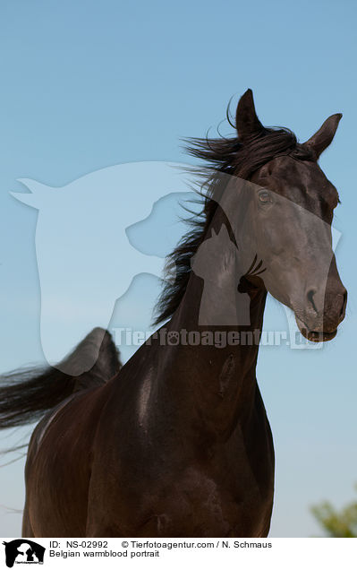 Belgian warmblood portrait / NS-02992