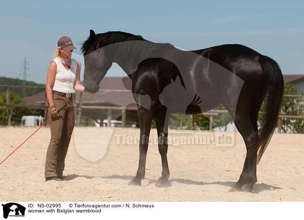 woman with Belgian warmblood / NS-02995