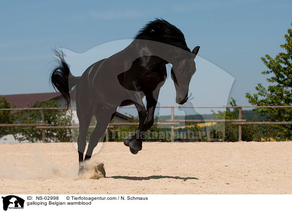 galloping Belgian warmblood / NS-02998
