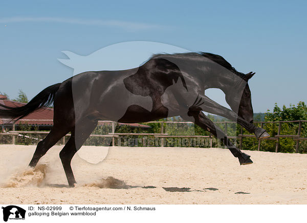 galloping Belgian warmblood / NS-02999