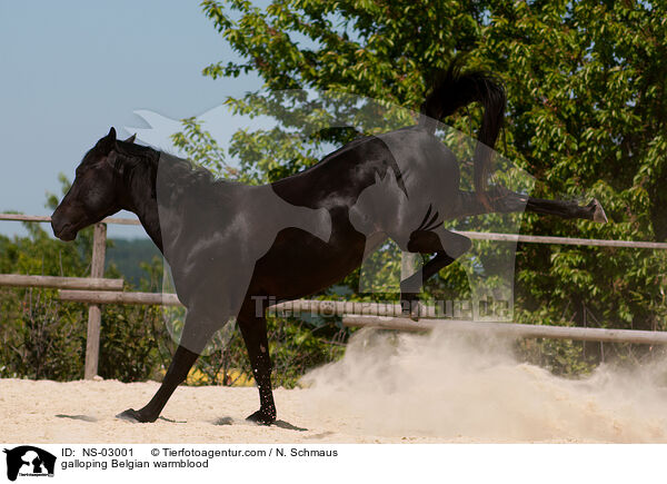 galloping Belgian warmblood / NS-03001