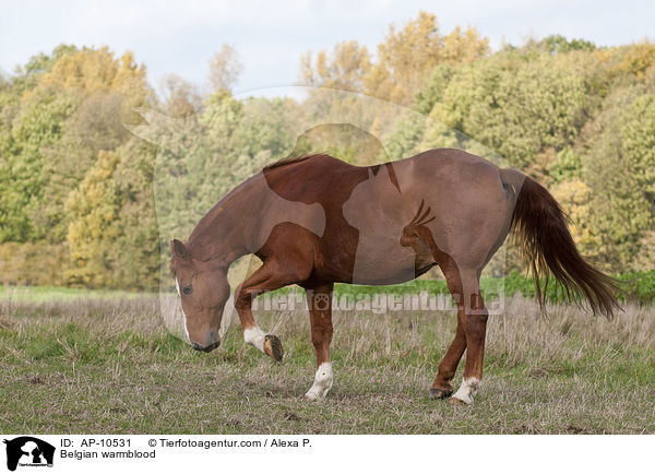 Belgian warmblood / AP-10531