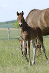 mare with foal