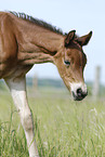 foal