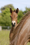 foal